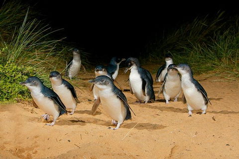 Phillip Island And French Island Wildlife Expedition - Accommodation Newcastle 8