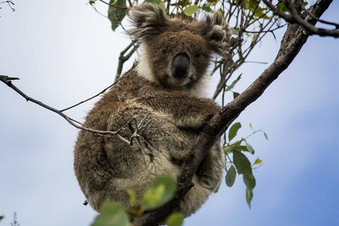 Phillip Island And French Island Wildlife Expedition - Accommodation Newcastle 4