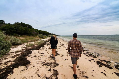 Phillip Island And French Island Wildlife Expedition - Accommodation Newcastle 5