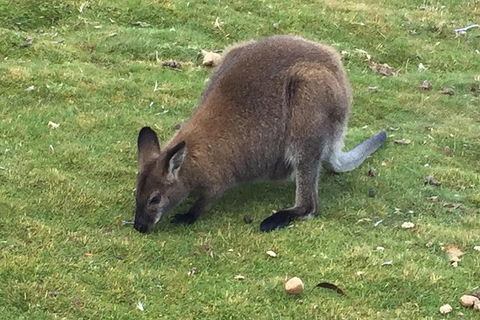 Cradle Mountain Day Tour From Launceston Including Lunch - Accommodation Newcastle 3
