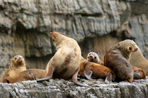 3-Hour Tasman Peninsula Wilderness Cruise From Port Arthur - Accommodation Newcastle 1