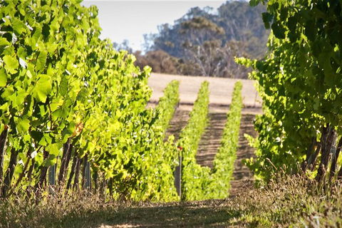 Wine At The Weekend Tour From Hobart - Accommodation Newcastle 1
