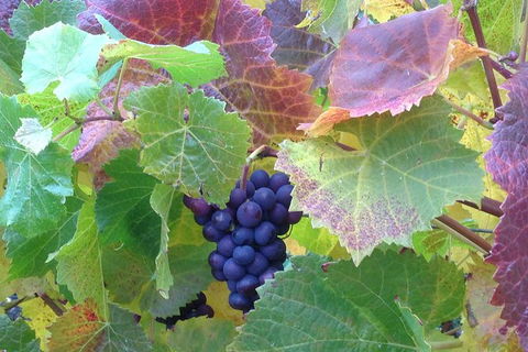 Wine At The Weekend Tour From Hobart - Accommodation Newcastle 0