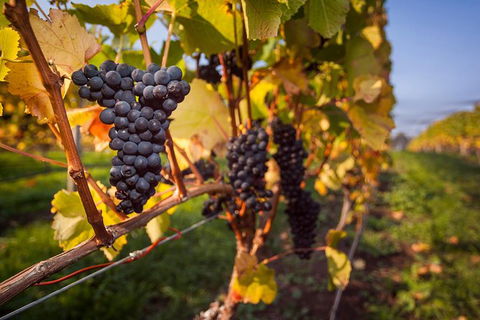Half Day Tamar Valley Wine Tour - Accommodation Newcastle 2