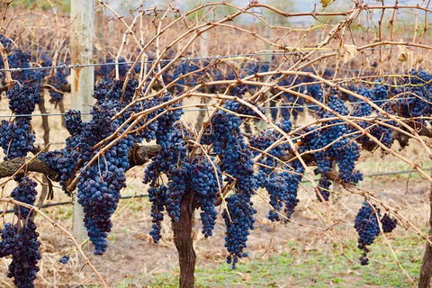 Mclaren Vale Luxury Full Day Small Group Wine Tour - Accommodation Newcastle 9