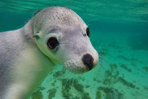 10-Day Adelaide To Perth Adventure Tour - Accommodation Newcastle 13