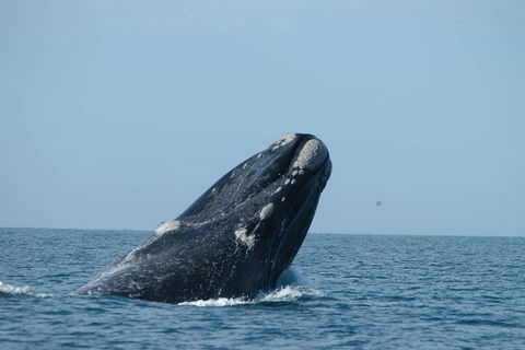 3 Day Whale Watching Tour From Adelaide - Accommodation Newcastle 5