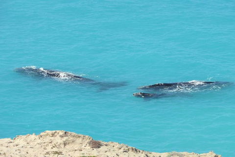 3 Day Whale Watching Tour From Adelaide - Accommodation Newcastle 7