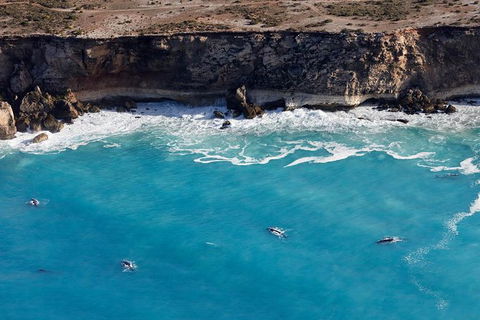 3 Day Whale Watching Tour From Adelaide - Accommodation Newcastle 14