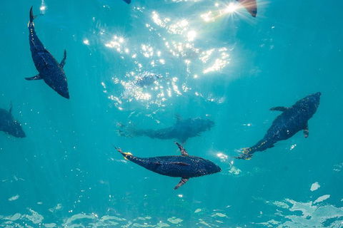 2 Hour Aquarium Tour - Accommodation Newcastle 1