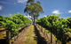 Small Group Adelaide Hills And Hahndorf Hideaway Tour From Adelaide - thumb 5