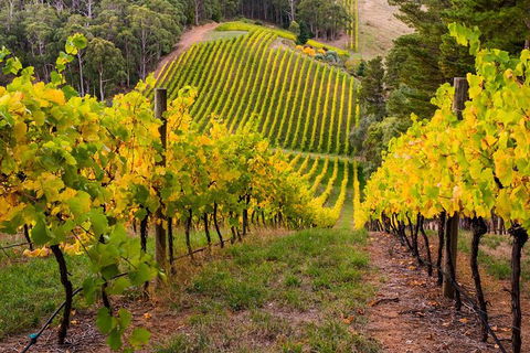 Private Adelaide Hills Wine Region Tour - Accommodation Newcastle 0