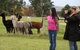 Alpaca Farm 2 Hour Tour - thumb 1