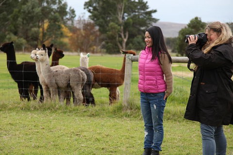 Alpaca Farm 2 Hour Tour - Accommodation Newcastle 1
