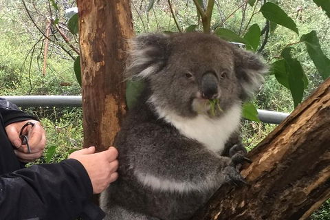 Food Tours Australia Cleland Wildlife Tour - Accommodation Newcastle 1