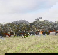 Waitpinga Farm Quad-Bike Tour - Accommodation Newcastle