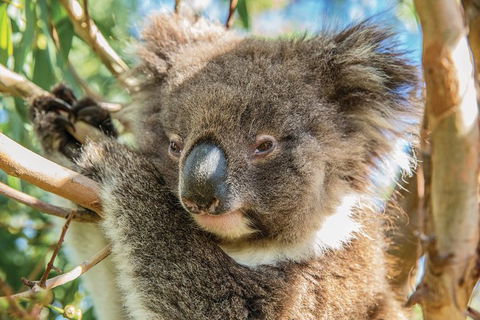 Shore Excursion: Adelaide City Sights, Cleland Wildlife, Mount Lofty, Penfolds - Accommodation Newcastle 2