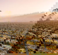 Barossa Valley Private Tour It's your tour the way you want it. - Accommodation Newcastle