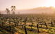 Barossa Valley Private Tour, It\'s Your Tour The Way You Want It!. - thumb 2