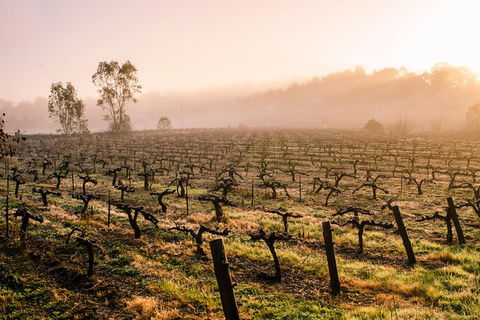 Barossa Valley Private Tour, It\'s Your Tour The Way You Want It!. - Accommodation Newcastle 2