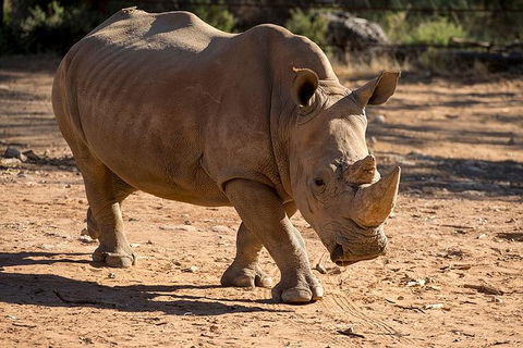 Rhino Interactive And A Day At Monarto Safari Park - Accommodation Newcastle 1