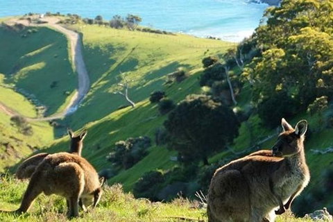McLaren Vale And Fleurieu Peninsula Day Trip By 4WD Including Gourmet Picnic Lunch - Accommodation Newcastle 1