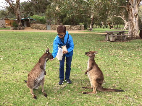 Adelaide Highlights And Hahndorf Tour With Optional River Cruise - Accommodation Newcastle 3