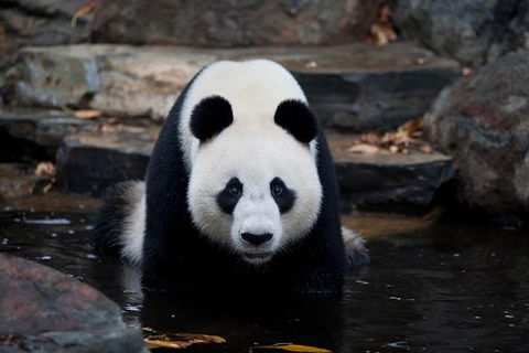 Adelaide Zoo General Entry Ticket - Accommodation Newcastle 1
