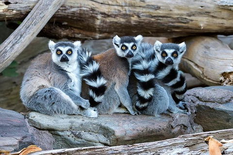 Adelaide Zoo Behind The Scenes Experience: Lemur Feeding - Accommodation Newcastle 1