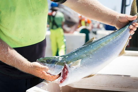 Exceptional Port Lincoln, Seafood And Wildlife Tour - Accommodation Newcastle 9