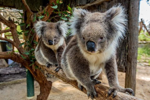 Cleland Wildlife Park Tour From Adelaide Including Mount Lofty Summit - Accommodation Newcastle 0