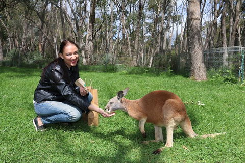 Cleland Wildlife Park Tour From Adelaide Including Mount Lofty Summit - Accommodation Newcastle 1