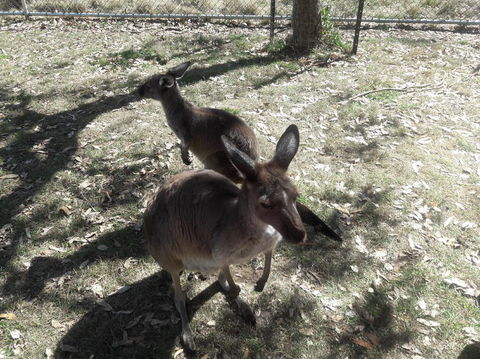 Cleland Wildlife Park Tour From Adelaide Including Mount Lofty Summit - Accommodation Newcastle 3