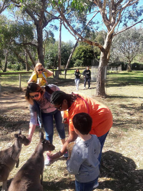 Cleland Wildlife Park Tour From Adelaide Including Mount Lofty Summit - Accommodation Newcastle 2