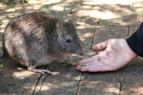 Cleland Wildlife Park Tour From Adelaide Including Mount Lofty Summit - Accommodation Newcastle 8