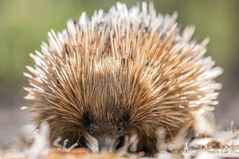 Cleland Wildlife Park Tour From Adelaide Including Mount Lofty Summit - Accommodation Newcastle 10
