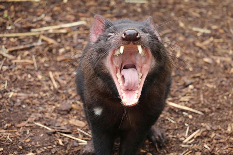 Cleland Wildlife Park Tour From Adelaide Including Mount Lofty Summit - Accommodation Newcastle 6