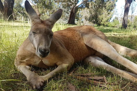 Cleland Wildlife Park Tour From Adelaide Including Mount Lofty Summit - Accommodation Newcastle 12