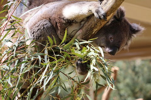 Cleland Wildlife Park Tour From Adelaide Including Mount Lofty Summit - Accommodation Newcastle 9