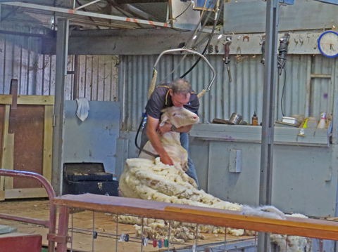4-Night Murray River Cruise By Classic Paddle Wheeler PS Murray Princess - Accommodation Newcastle 6
