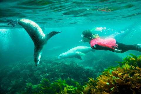 3 Day Port Lincoln And Coffin Bay Tour - Accommodation Newcastle 12