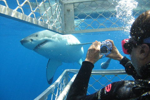 3 Day Port Lincoln And Coffin Bay Tour - Accommodation Newcastle 11
