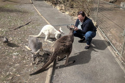 A Taste Of Adelaide And Hahndorf By Car Private Tour. - Accommodation Newcastle 8