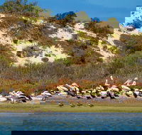 Murray Mouth Cruise - Accommodation Newcastle