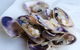 Coorong Adventure Cruise - thumb 6
