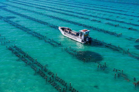 Experience Coffin Bay Short And Sweet Oyster Farm Tour - Accommodation Newcastle 7