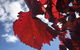 McLaren Vale Tour, Visit Up To 5 Wineries With A Great Itinerary. - thumb 11