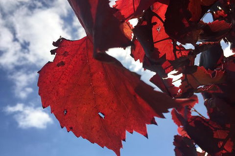 McLaren Vale Tour, Visit Up To 5 Wineries With A Great Itinerary. - Accommodation Newcastle 11
