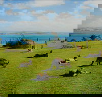 Fleurieu Explorer - Full-Day Tour - Accommodation Newcastle
