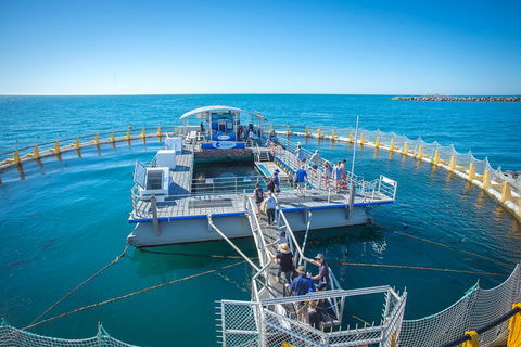 Island Discovery Package - Aquarium Swim & Seafood Tasting Platter - Accommodation Newcastle 1